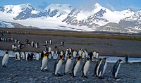 South Georgia Island