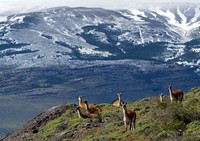 Patagonia