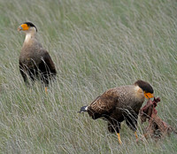 Birds of Southern Chile