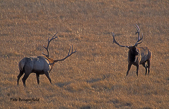 elk-4362-f