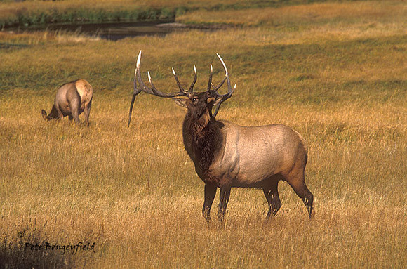 elk-2380-F