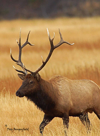 elk-4911-d
