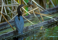 Predation/Scavenging