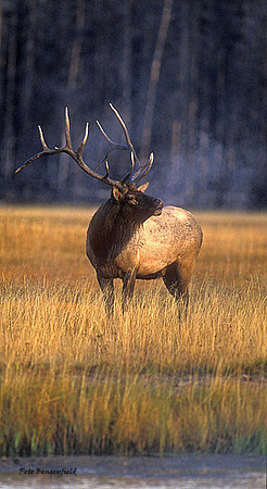 elk-2648-f