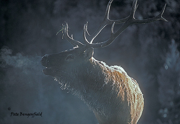 elk-0386-k