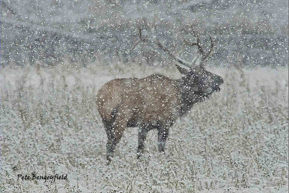 elk-4930-d