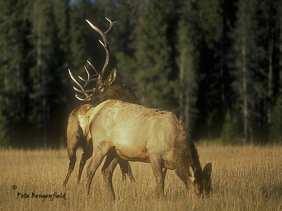 elk-0470-k