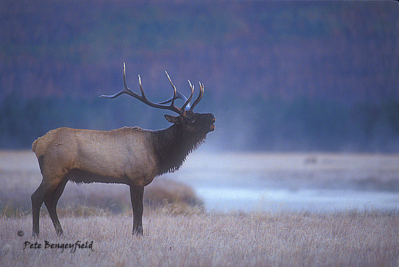 elk-2445-f
