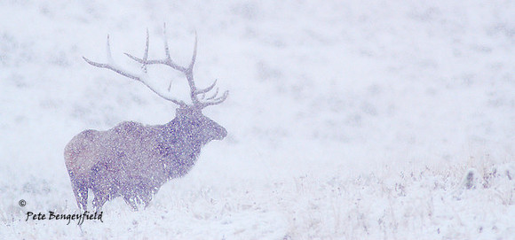 Elk-4719
