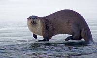 Otter