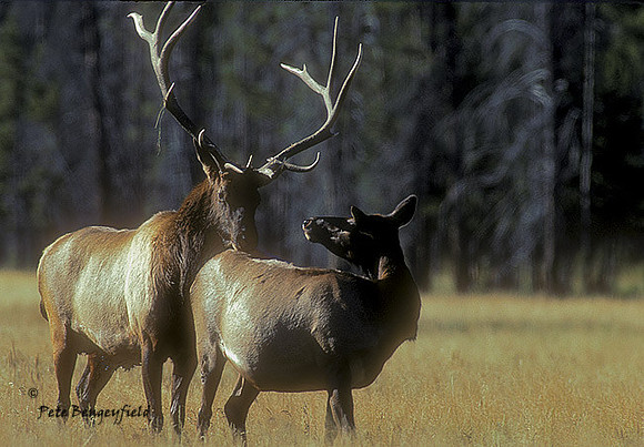 elk-1777-k