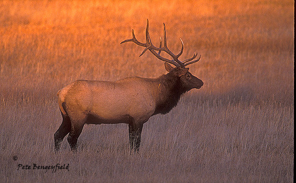 elk-3669-f