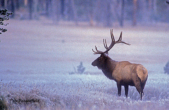 elk-3656-f