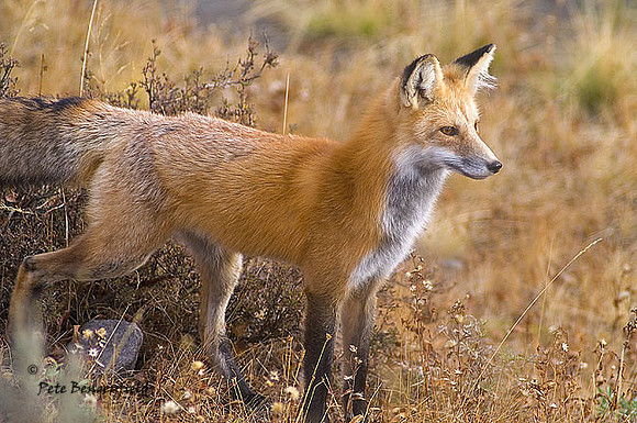 fox-345-d