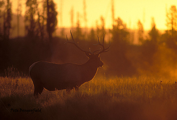 elk-3104-f