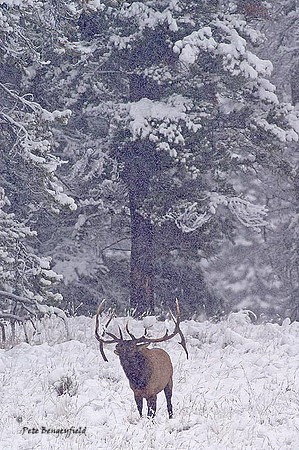 elk-4741-d