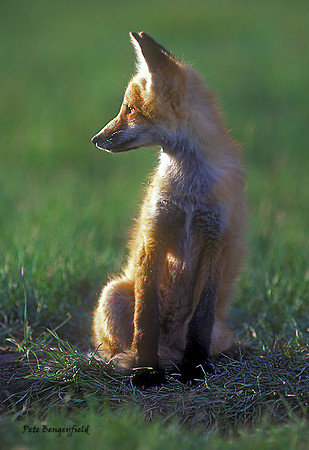 fox-059-k