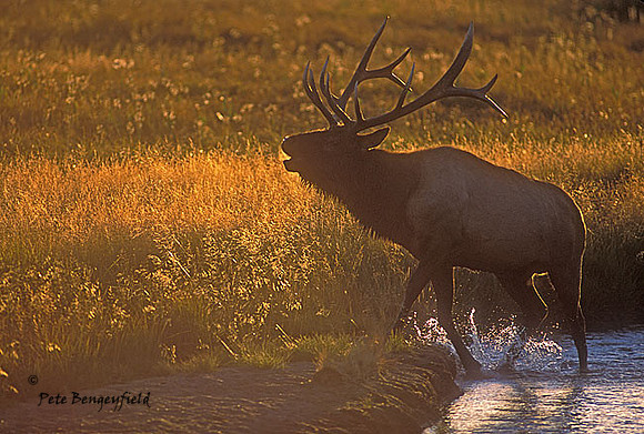 elk-4283-f