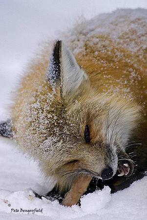 fox-368-d