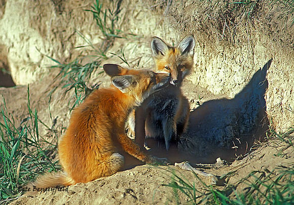 fox-042-k