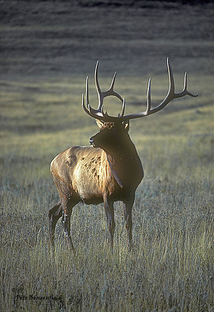 elk-0187-k