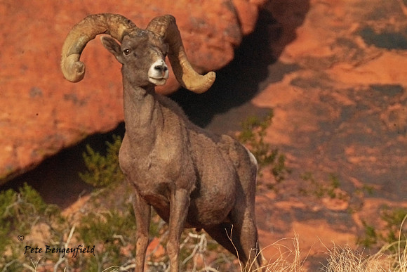 Canyon King