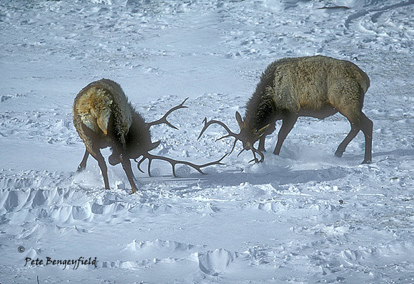 elk-0589-k
