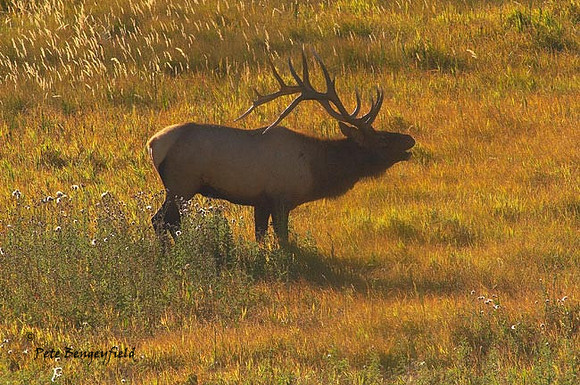 ELK-4517-d
