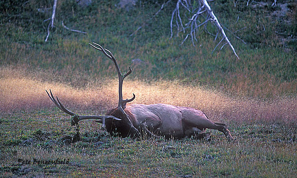 elk-3616-f