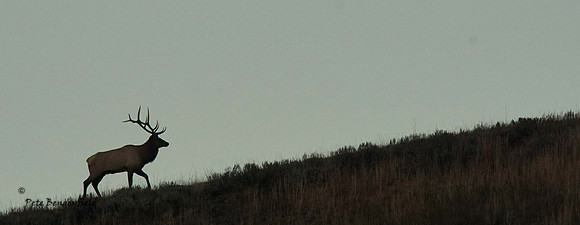 elk-4892-d