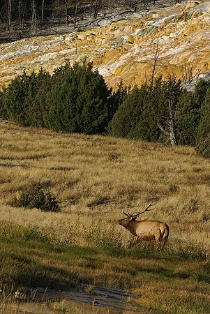 elk-4895-d