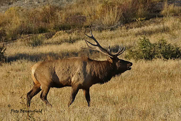 elk-4894-d