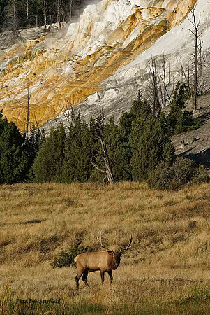 elk-4896-d