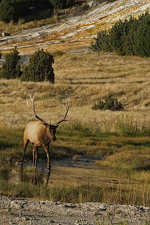 elk-4968-d