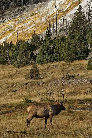 elk-4898-d