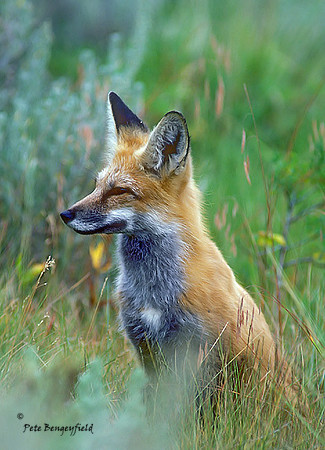 fox-199-k