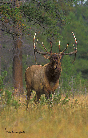 elk-2360-f