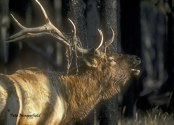 elk-1204-K