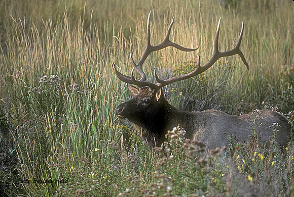 elk-651-k