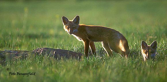 fox-077-k