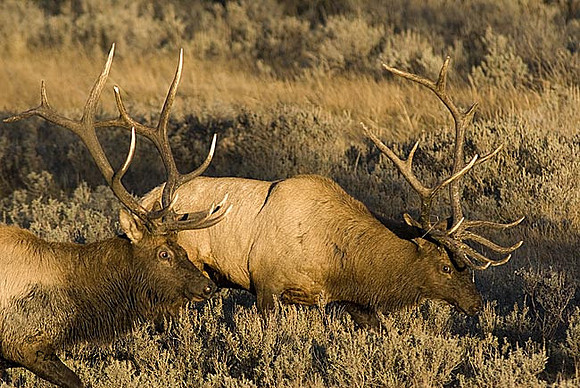 elk-4812-d