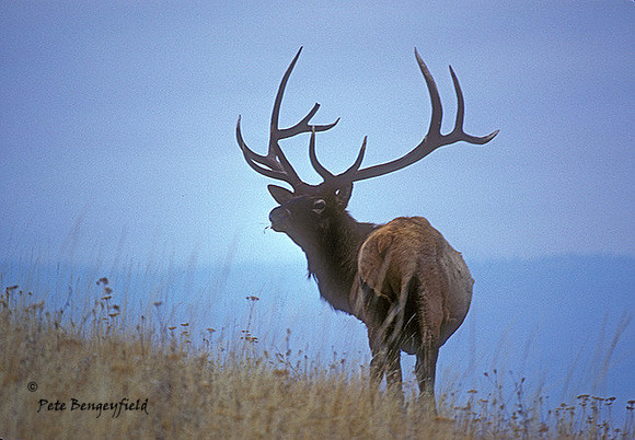 elk-0147-k