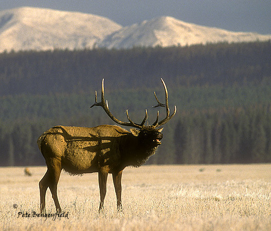 elk-1143-k