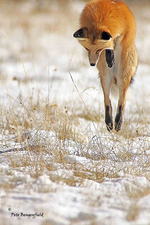 fox-505-d