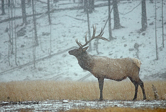elk-1089-k