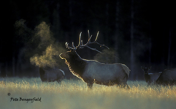 elk-2111-k