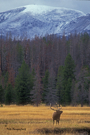 elk-2276-f