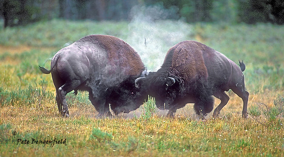 Bison Head Butt