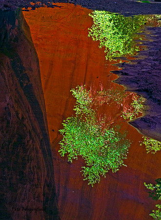 Cottonwood Reflection