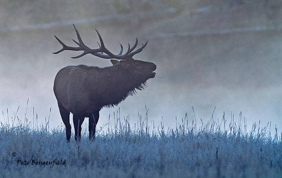 elk-4904-d